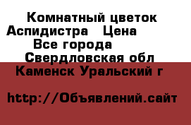 Комнатный цветок Аспидистра › Цена ­ 150 - Все города  »    . Свердловская обл.,Каменск-Уральский г.